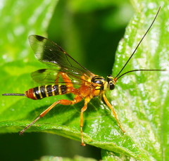 Echthromorpha agrestoria