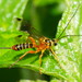 Yellow-banded Ichneumonid Wasp - Photo (c) Reiner Richter, some rights reserved (CC BY-NC-SA), uploaded by Reiner Richter