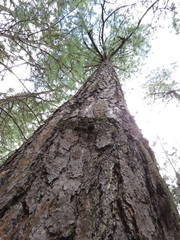 Pinus devoniana