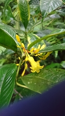 Palicourea anderssoniana