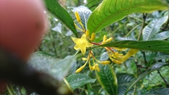 Palicourea anderssoniana