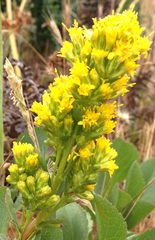 Solidago spathulata