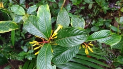 Palicourea anderssoniana