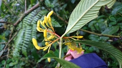 Palicourea anderssoniana