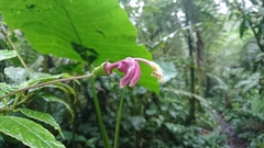 Burmeistera cyclostigmata