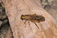 Ptecticus testaceus