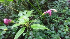 Burmeistera cyclostigmata