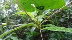 Burmeistera cyclostigmata