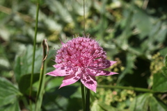 Astrantia maxima