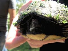 Kinosternon hirtipes murrayi