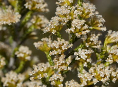 Ozothamnus cupressoides