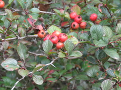 Crataegus rosei