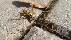 Polistes dominula
