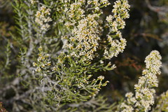 Ozothamnus cupressoides