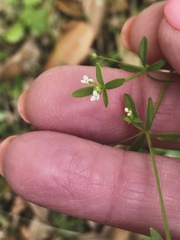 Galium tinctorium