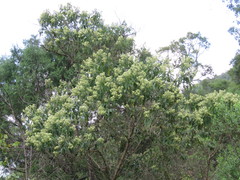 Lippia umbellata