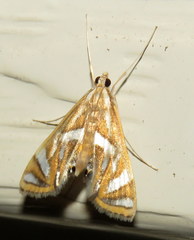 Margarosticha euprepialis