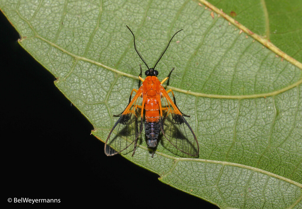 Pseudosphex dycladioides