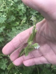 Valerianella radiata