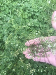 Ptilimnium capillaceum