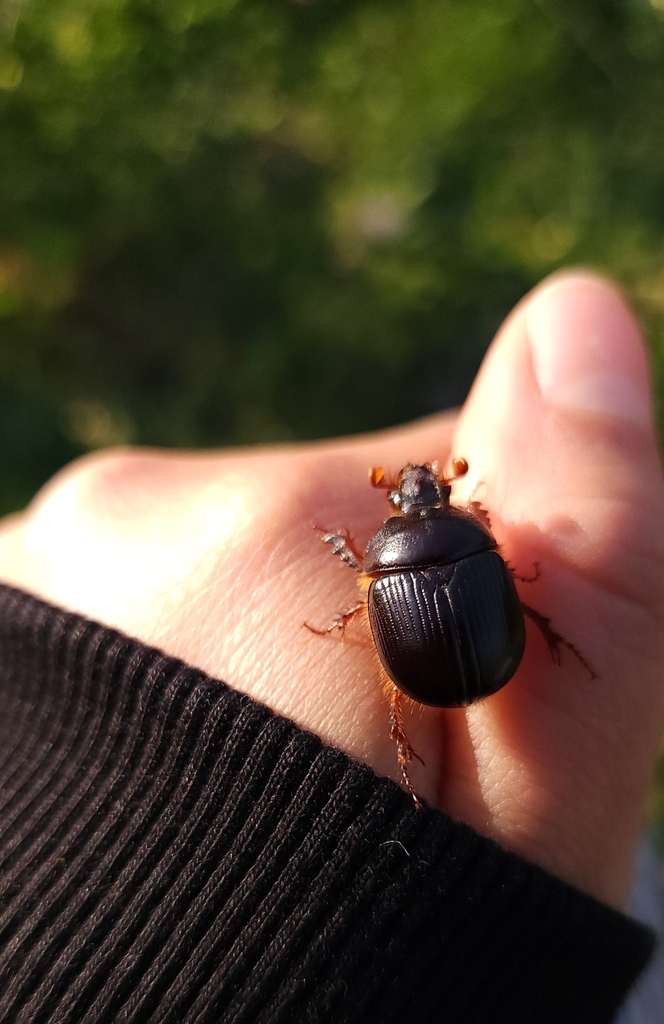 Bolborhinum tubericeps