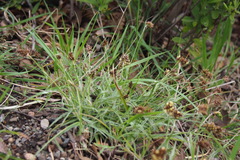Luzula capitata