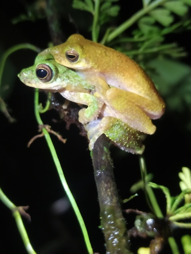 Litoria pronimia, 2023-10-17