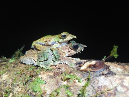 Litoria prora, 2023-10-17
