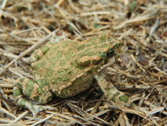 Bufotes viridis sitibundus