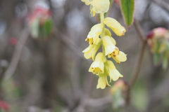 Corylopsis spicata