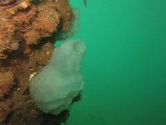 Phallusia mammillata