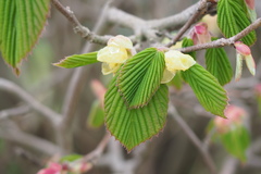 Corylopsis spicata