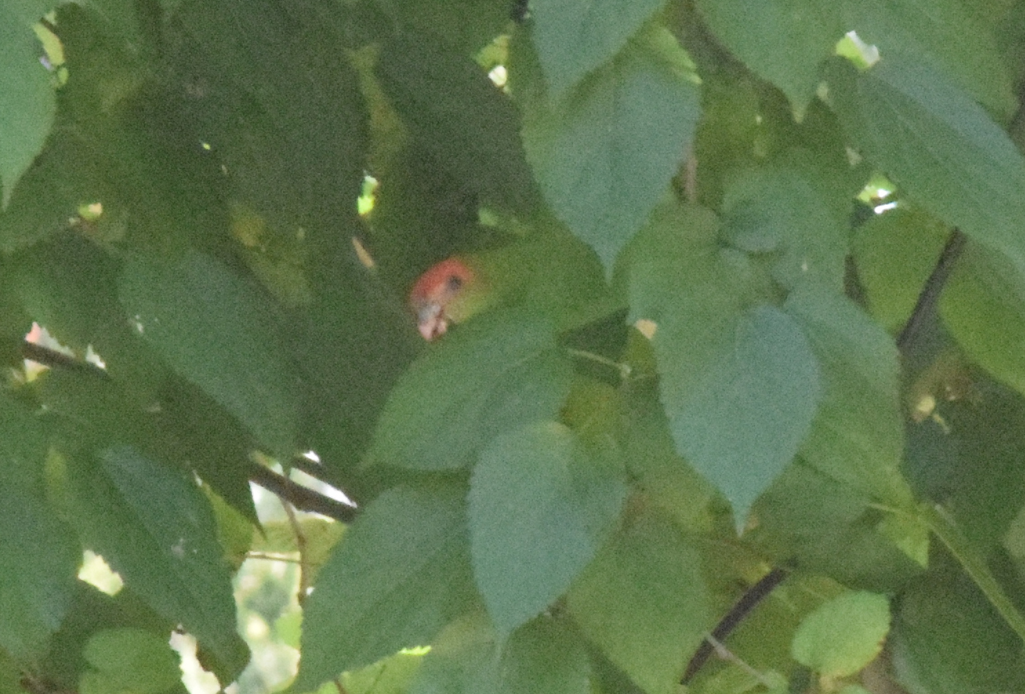 Pileated Parrot (Pionopsitta pileata), photo 8