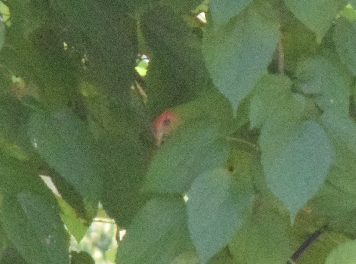 Pileated Parrot (Pionopsitta pileata), photo 9