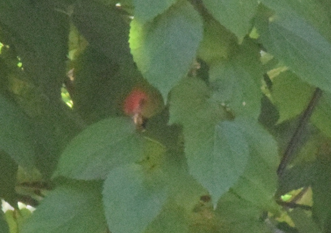 Pileated Parrot (Pionopsitta pileata), photo 10