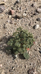 Chorizanthe corrugata