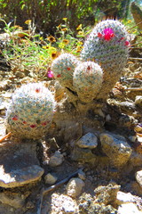 Mammillaria haageana meissneri