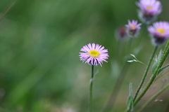 Erigeron caucasicus
