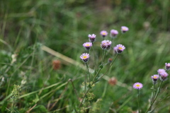 Erigeron caucasicus