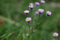 Erigeron caucasicus