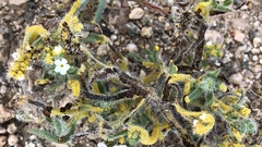 Synchytrium myosotidis