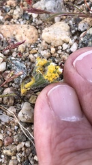 Synchytrium myosotidis