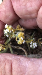 Synchytrium myosotidis