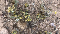 Synchytrium myosotidis