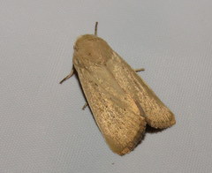 Leucania abdominalis