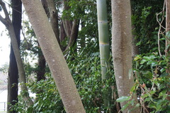 Zanthoxylum ailanthoides