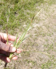 Carex microdonta