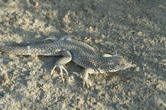 Eremias grammica
