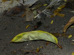 Galerita collaris