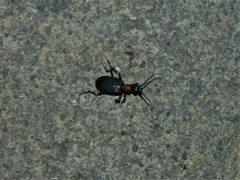Galerita collaris
